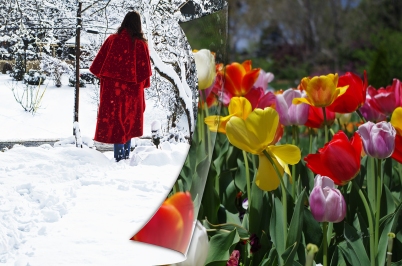 walking away snow 6830 tulips page sm